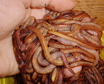 Worms