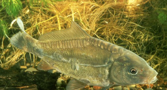 Mirror Carp